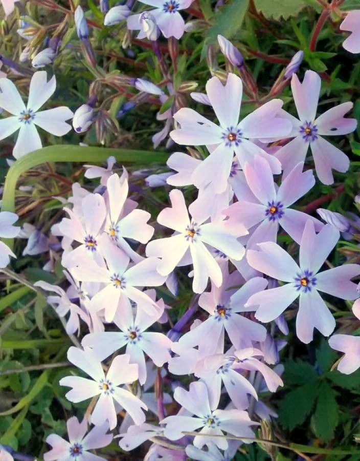 Phlox subulato 3