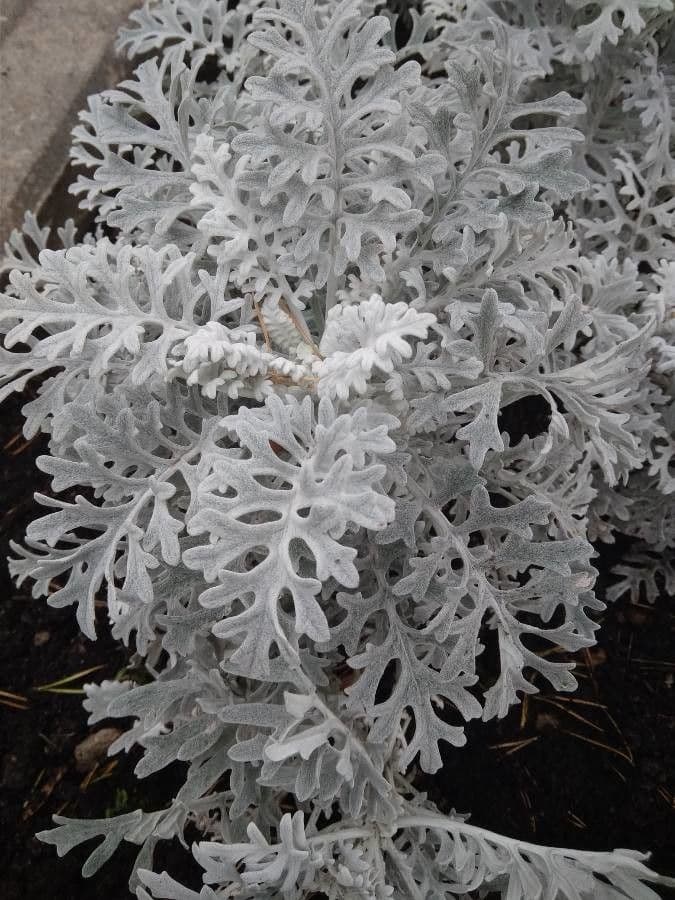 Cineraria 10
