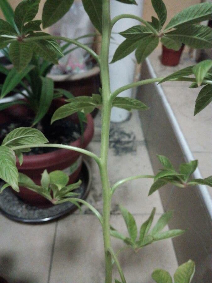 Pavučinkový kvet 21