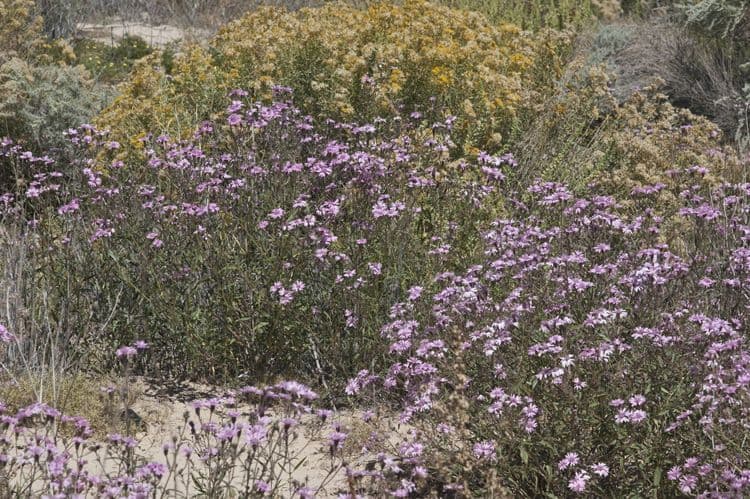 Othake Palafoxia 5