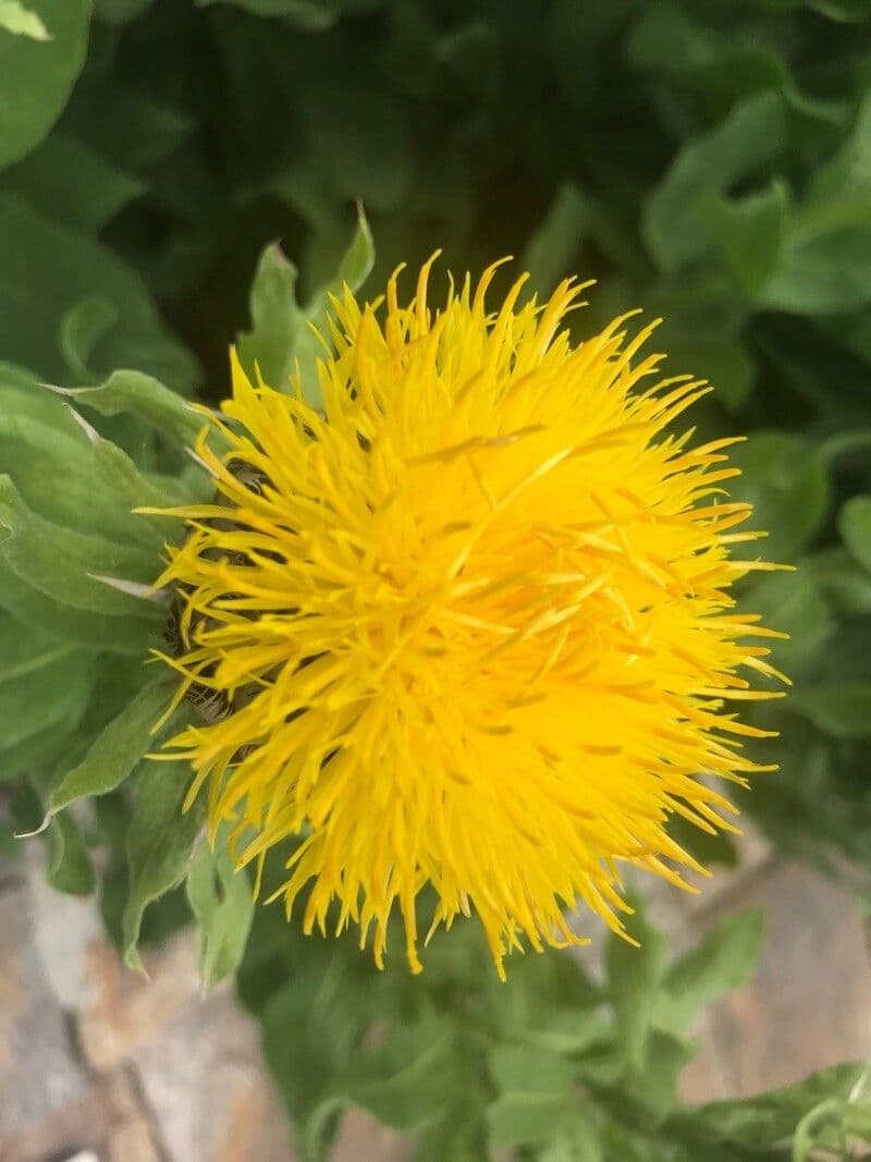 Chaber 3