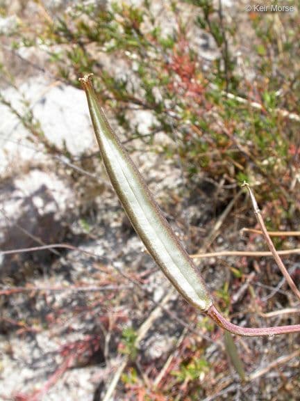 Calochortus venusto