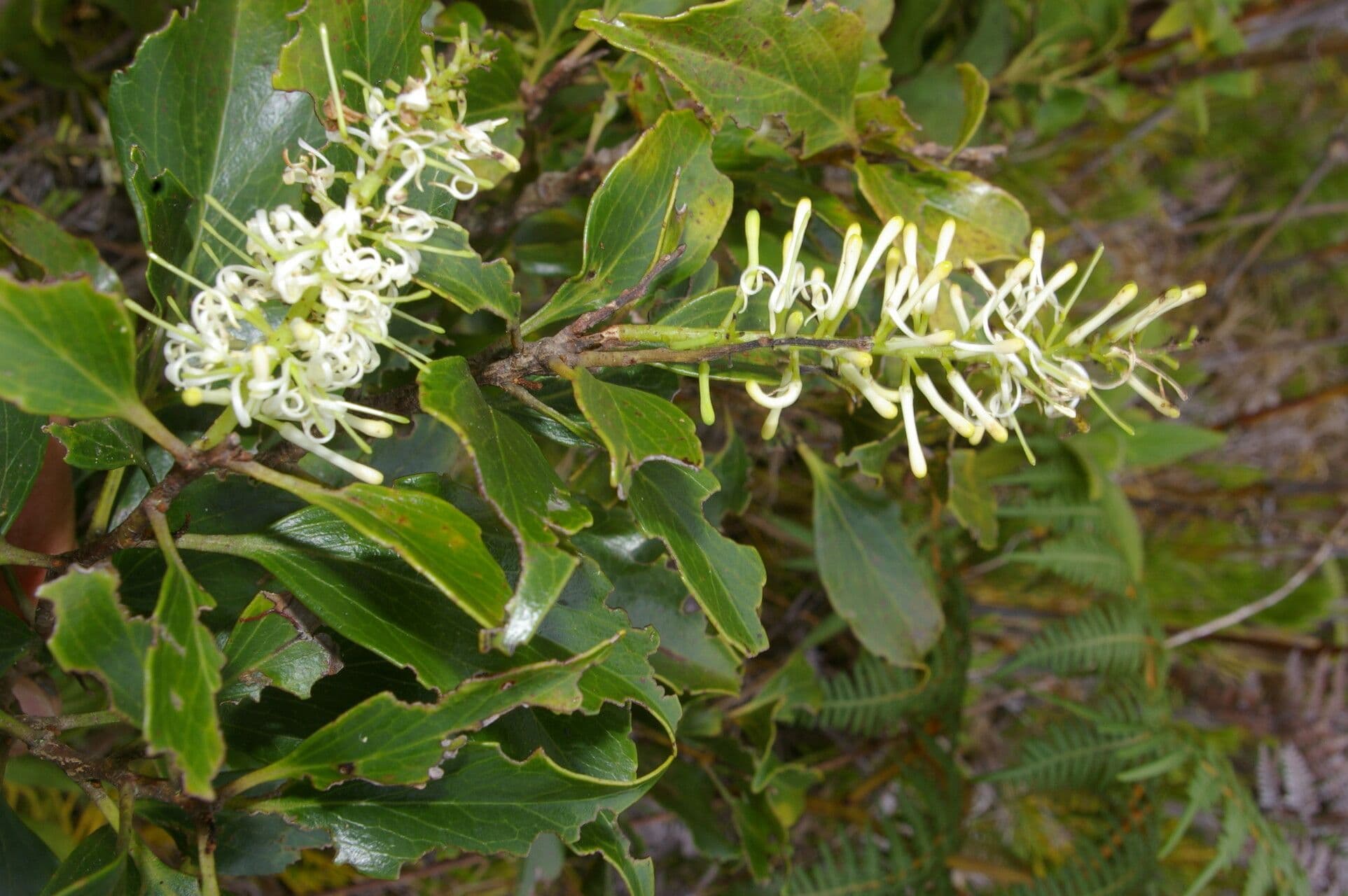 Roupala 4