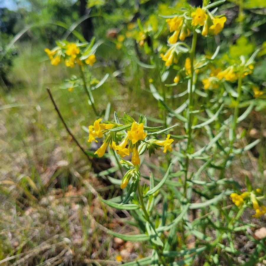 Erba-tosta multiflora 4