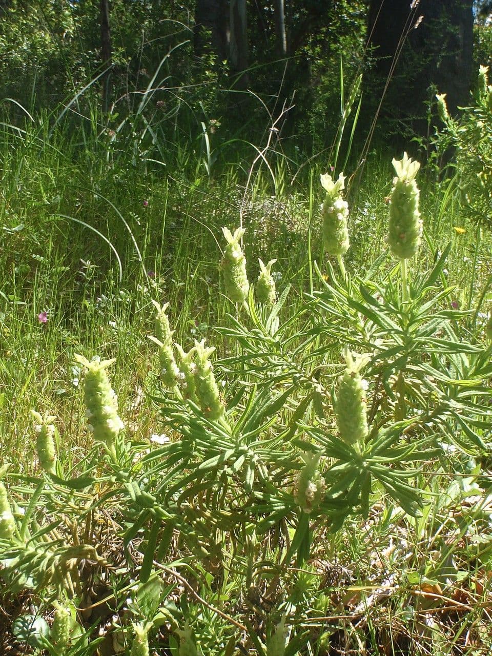 Lavanda verde 12