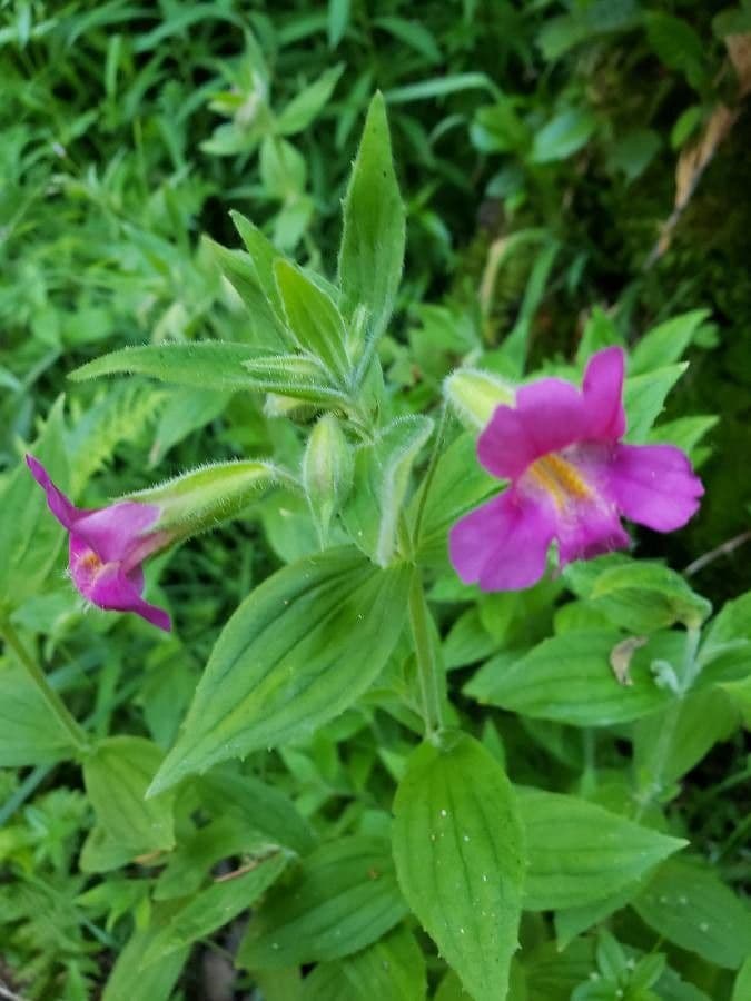Erythranthe 2
