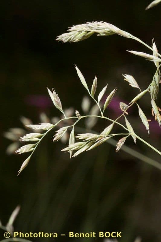 Festuca pallida 21