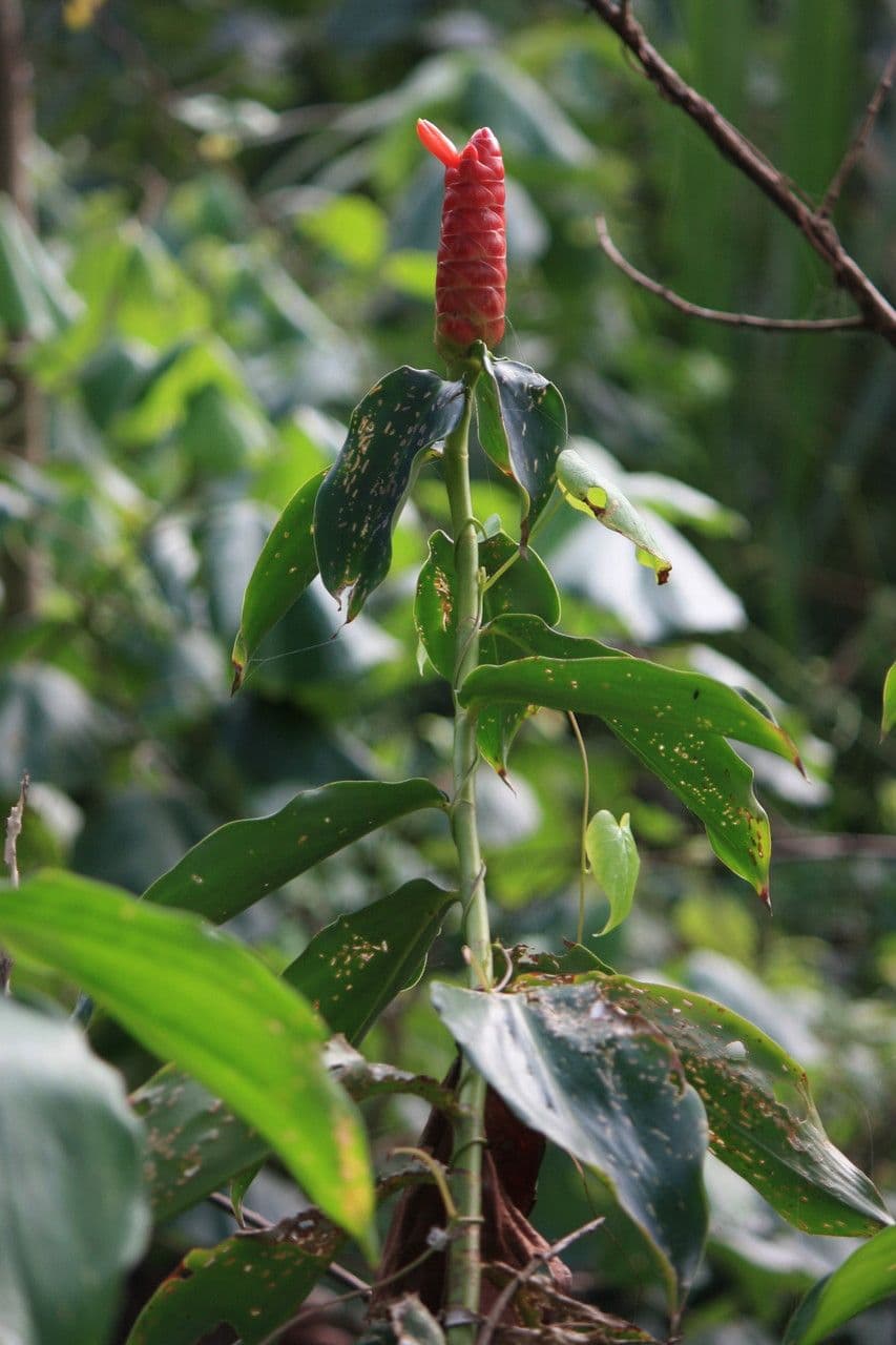 Costus 12
