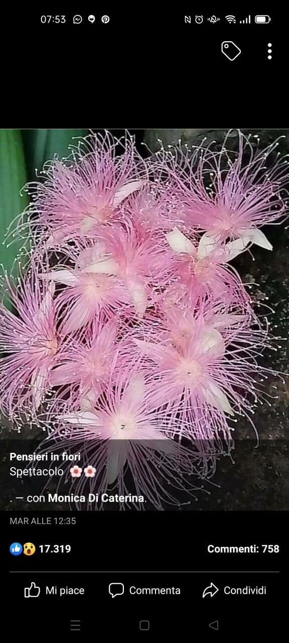 Barringtonia 5