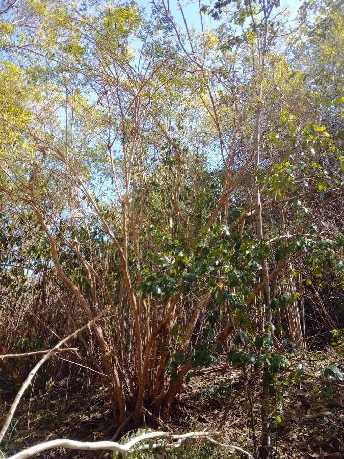 Croton 8