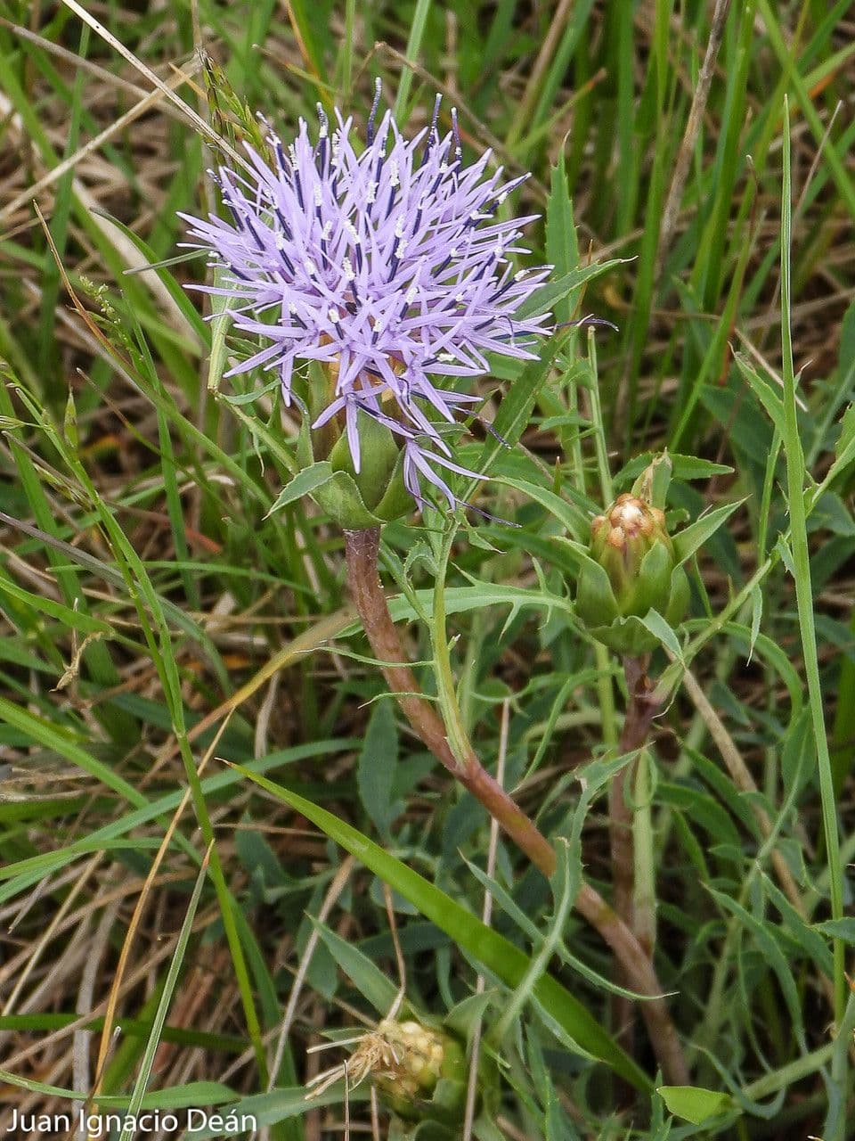 Sanftdistel 3