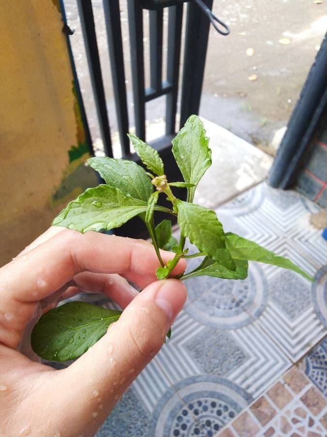 Cyanthillium popelavé 16