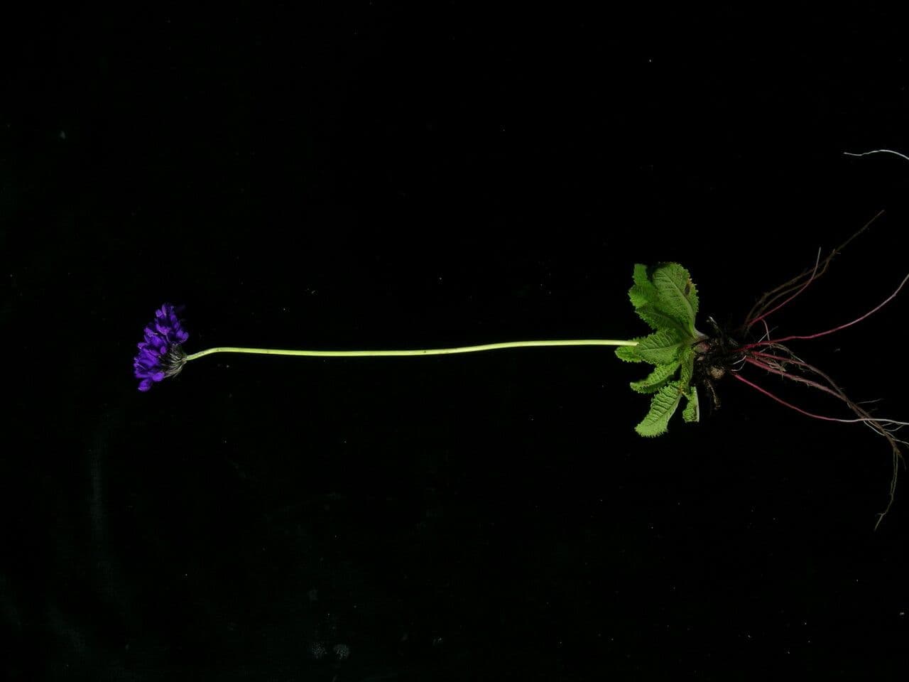Primula 9