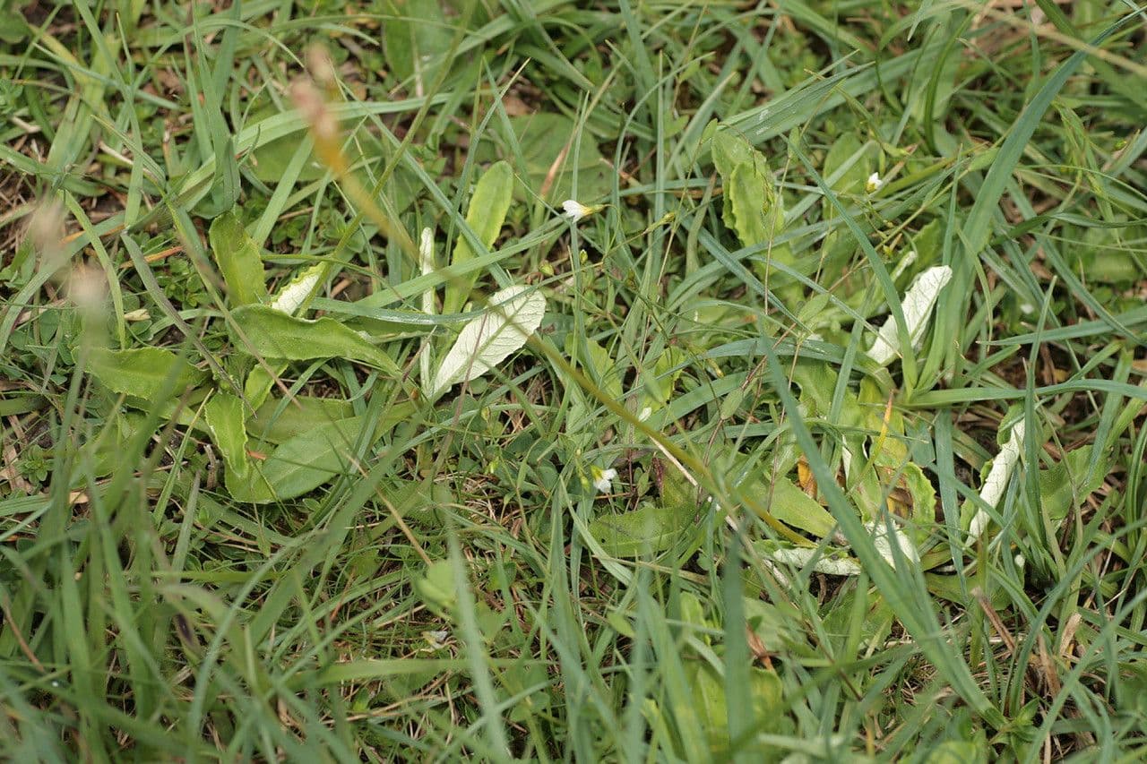 Primula di Laurent 15