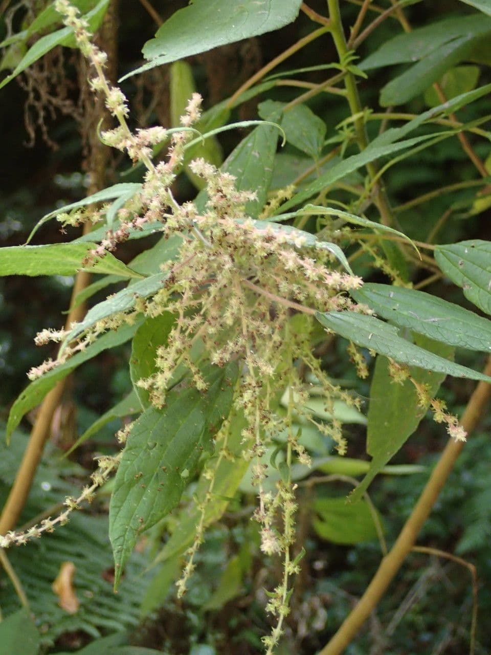 Gesnouinia 2