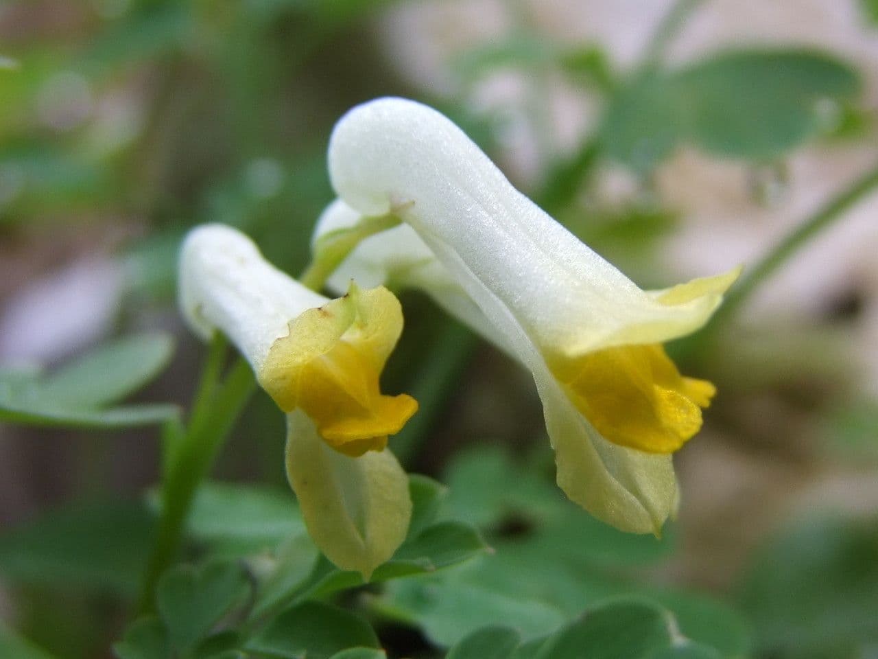 Corydalis blanca 8