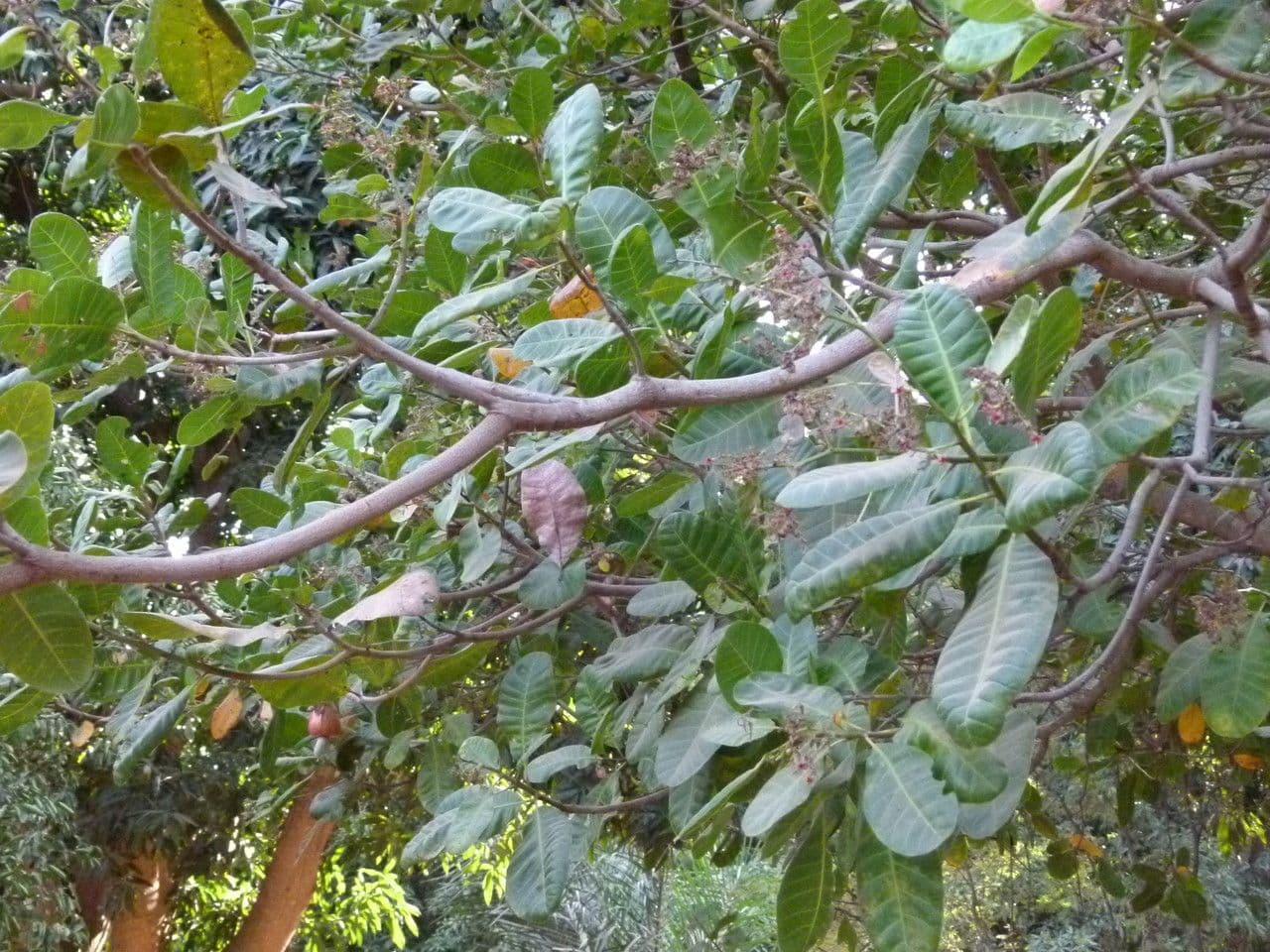 Anacardio 27