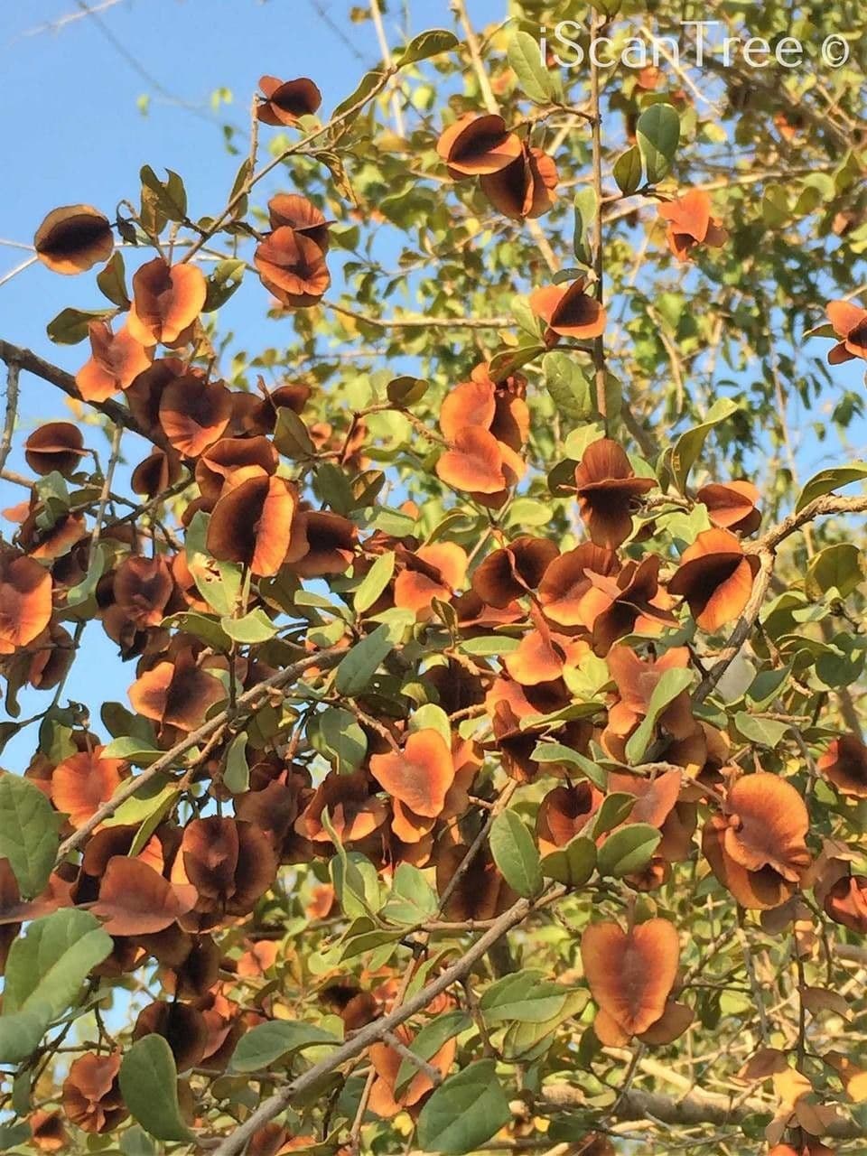 Combretum hereroense 4