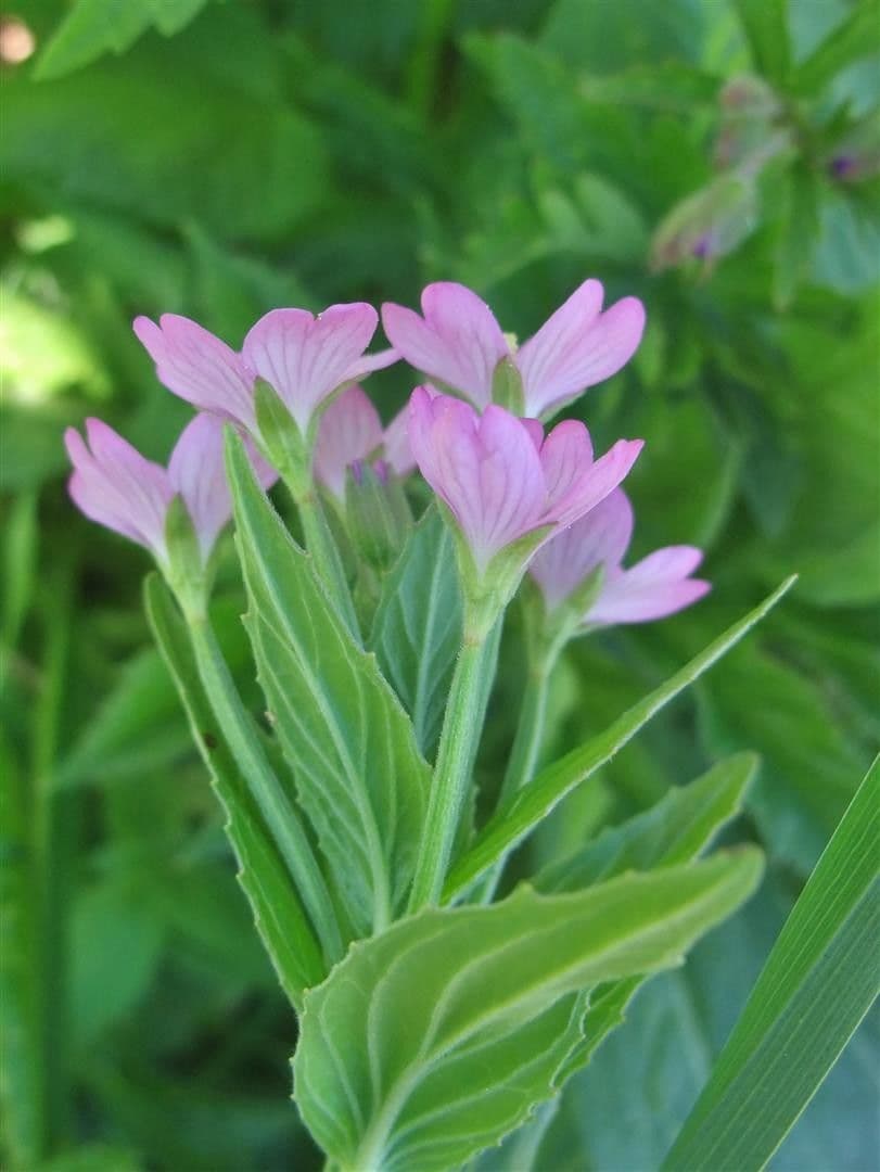 Epilobium alpestre 7
