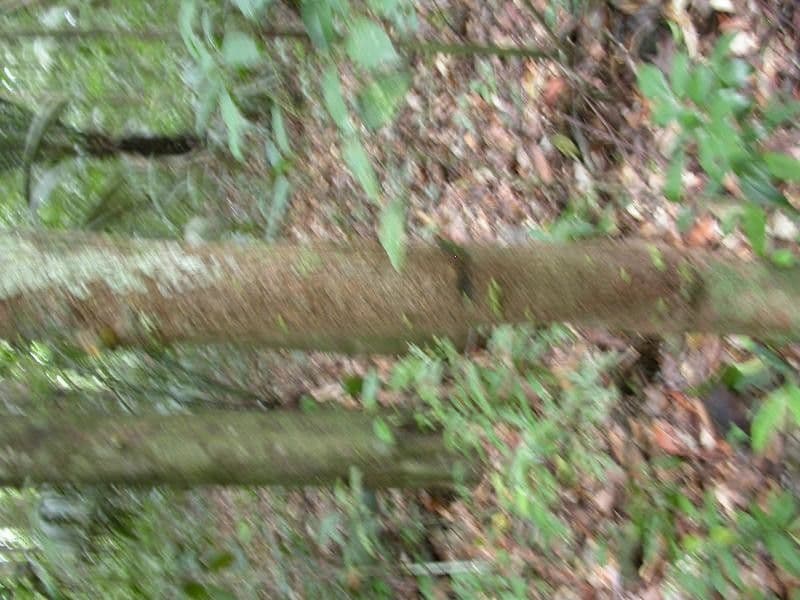 Basralocus 13