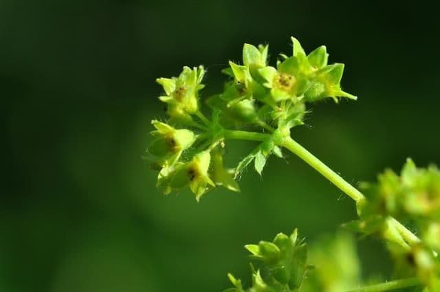 Alchemilla pelosa