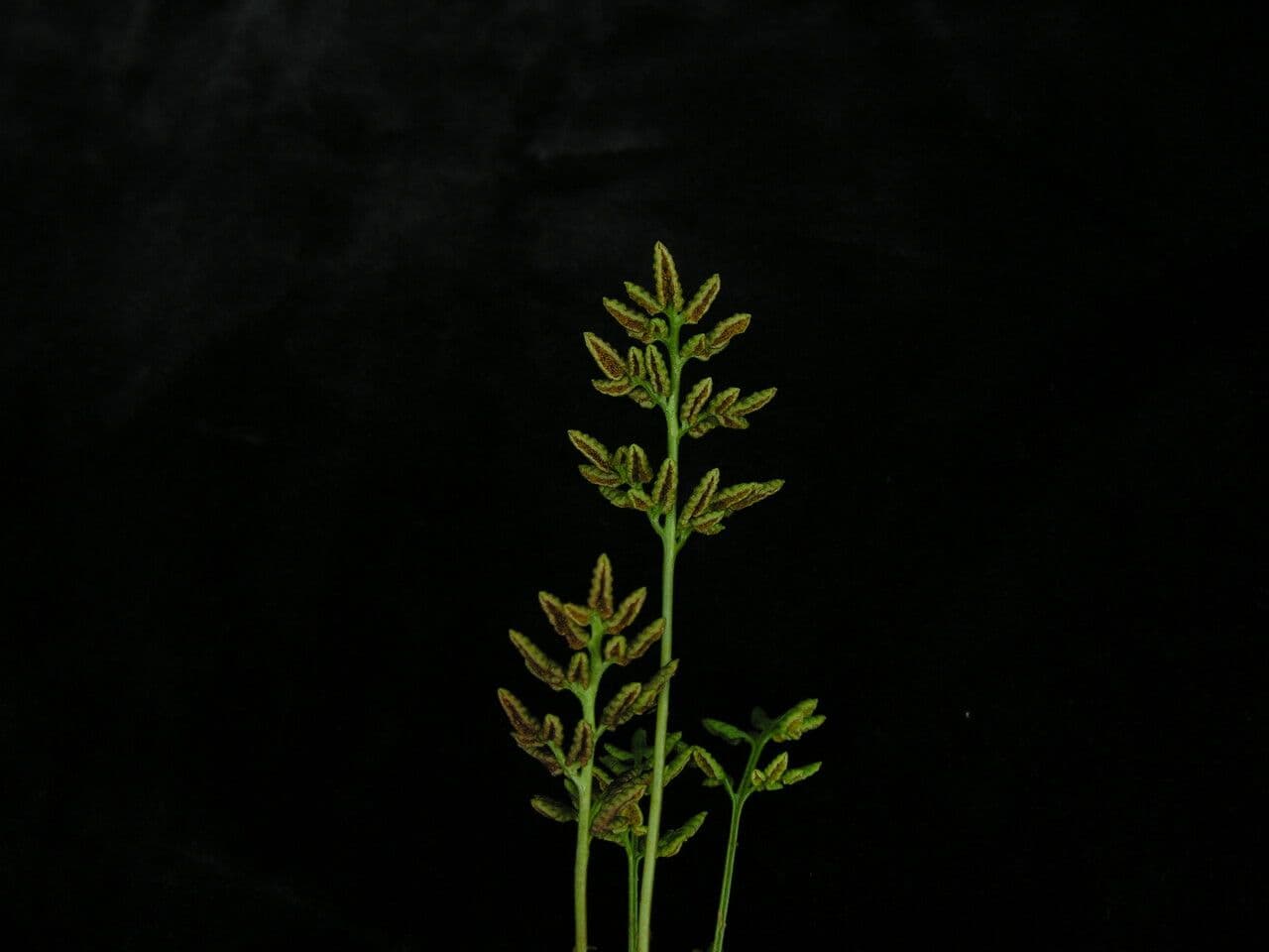 Kryptogramma 3