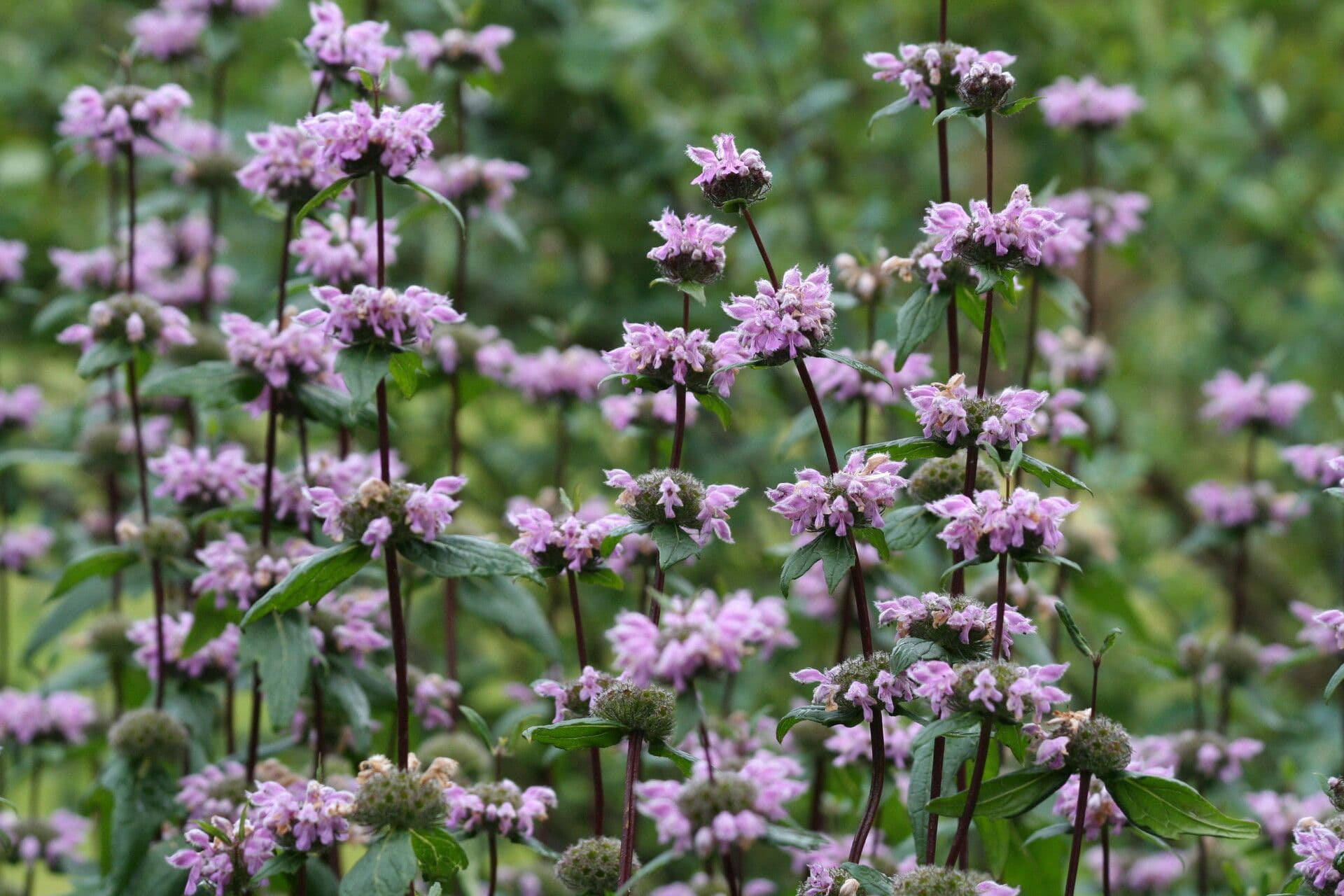 Phlomoides tuberosa 4