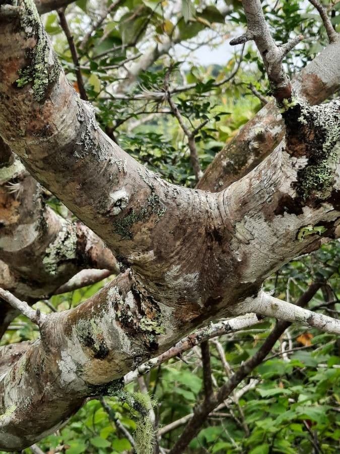 Bursera tomentosa 11