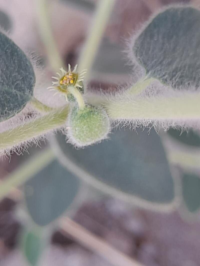 Petiolate Spurge