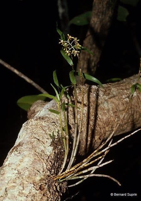 Dendrobium 11