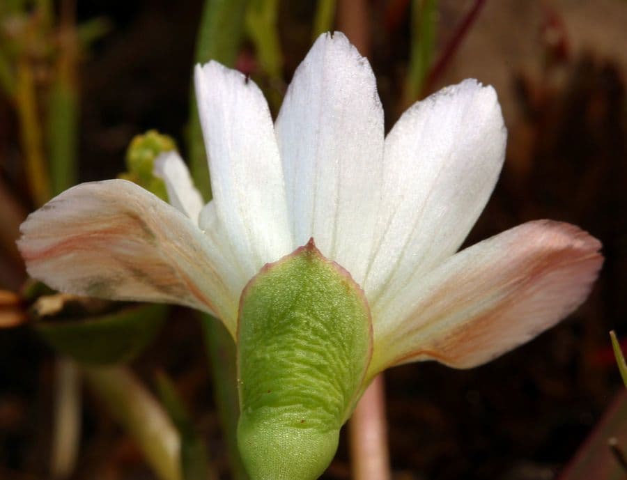 Lewisia del Nevada 3