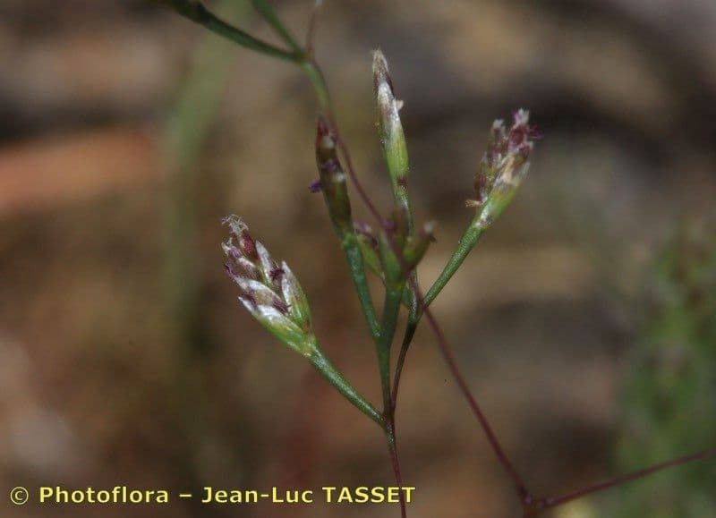 Sphenopus divaricatus 4