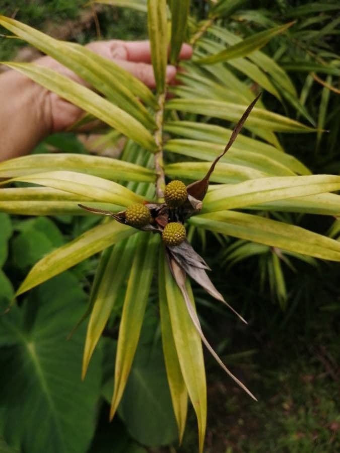 Arundina