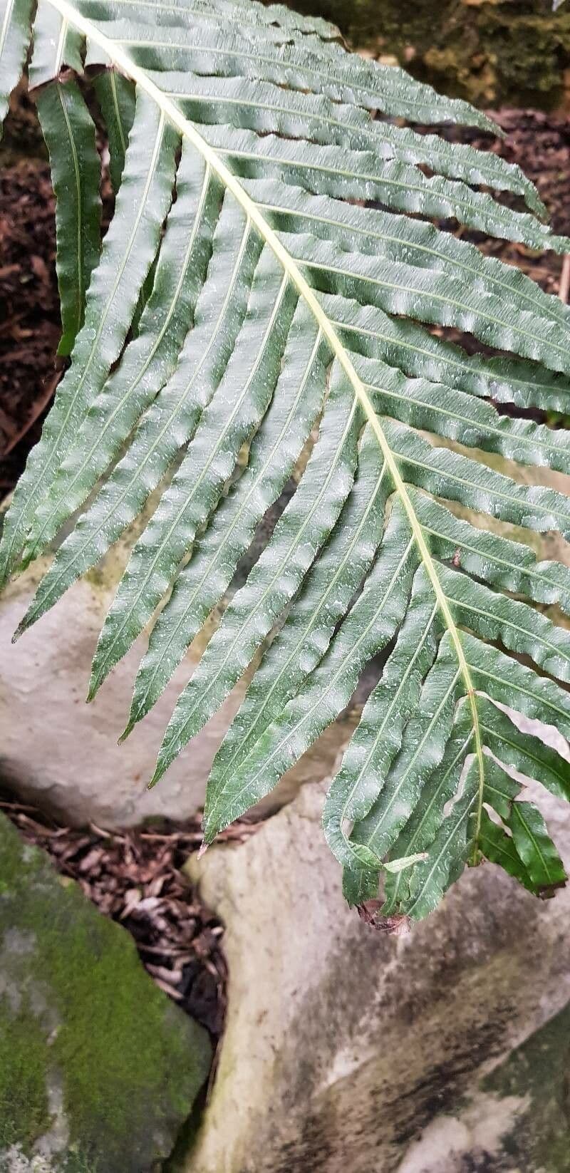 Blechnum 7