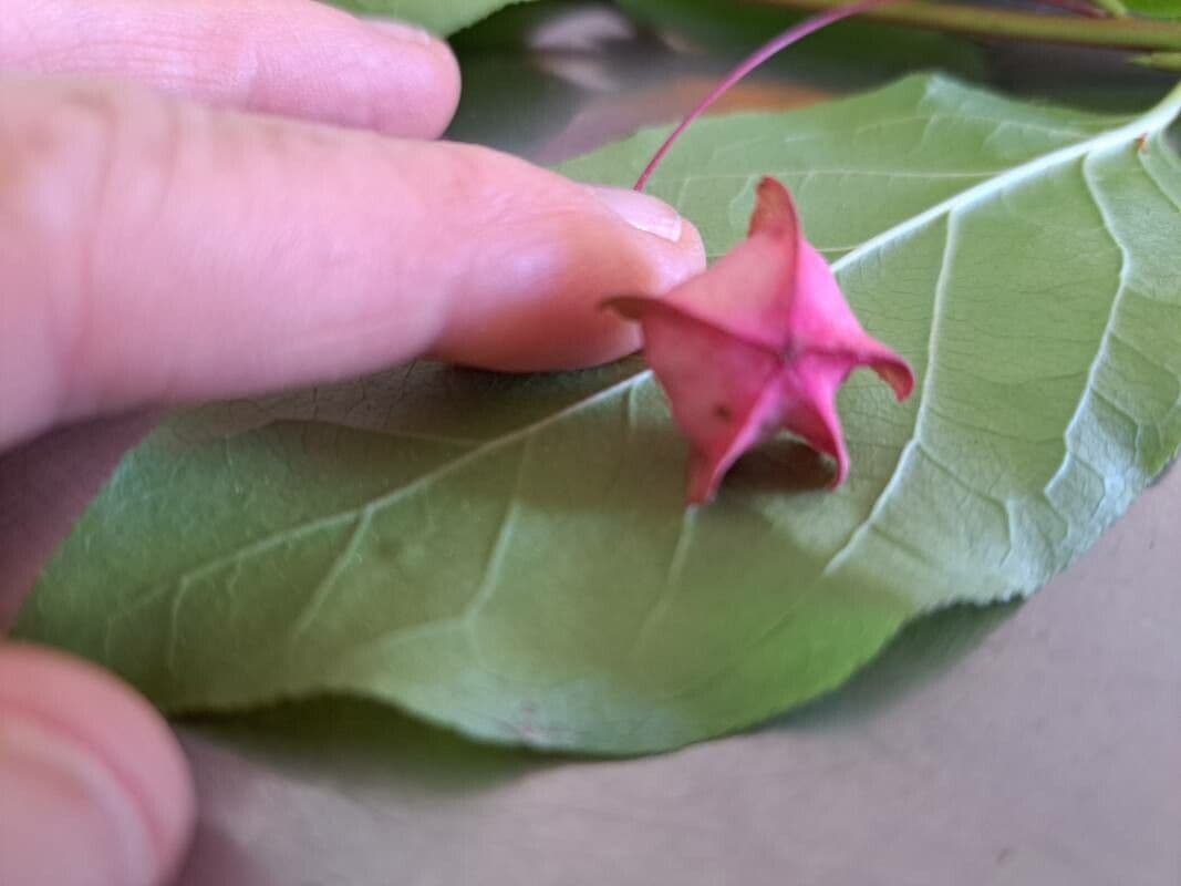 Fusain à larges feuilles 9