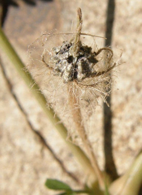Papavero dell'Arizona 2