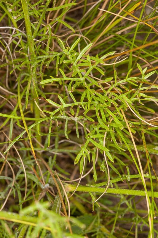 Felsen-Kornblume 7