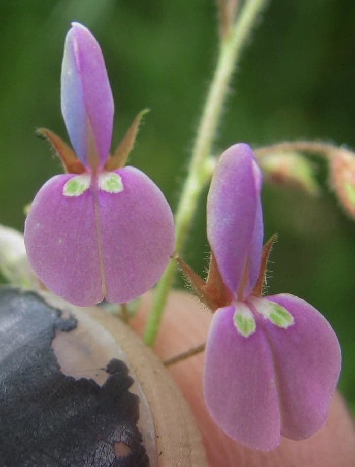 Desmodium procumbens 2
