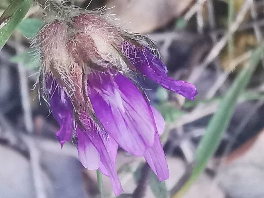 Astragalus onobrychis 2