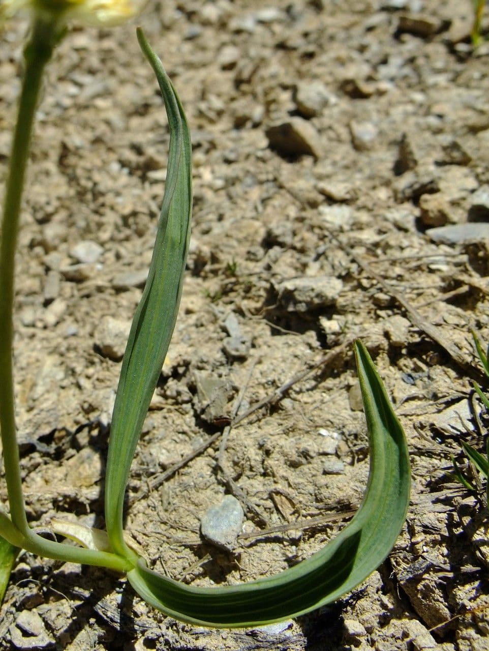Jaskier Küpfera 18