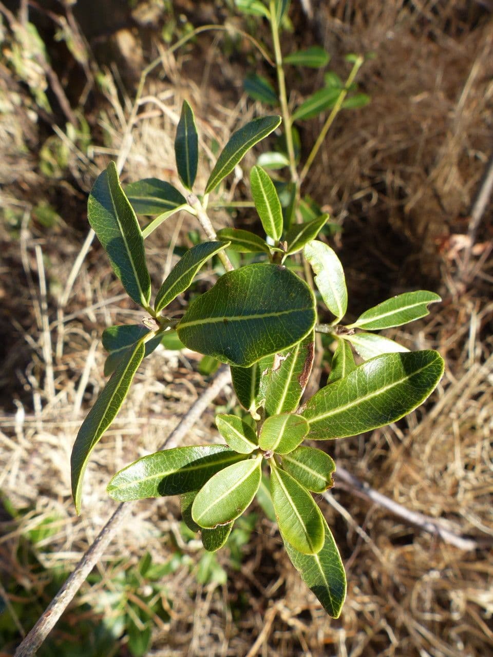 Manilkara 24