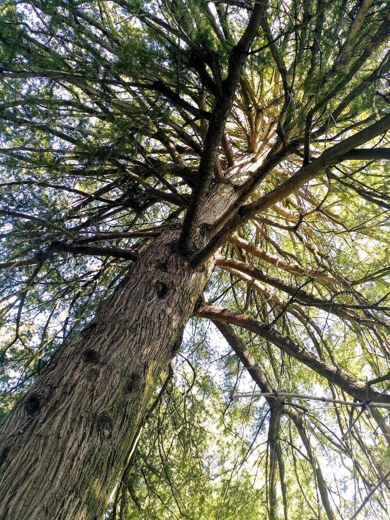 Torreya cinese 10
