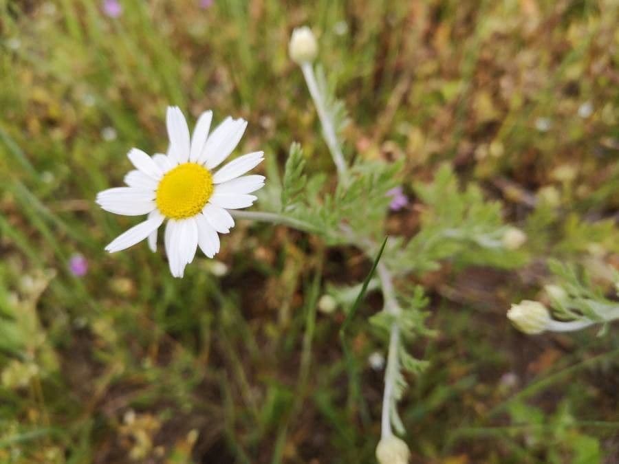 Camomilla russa