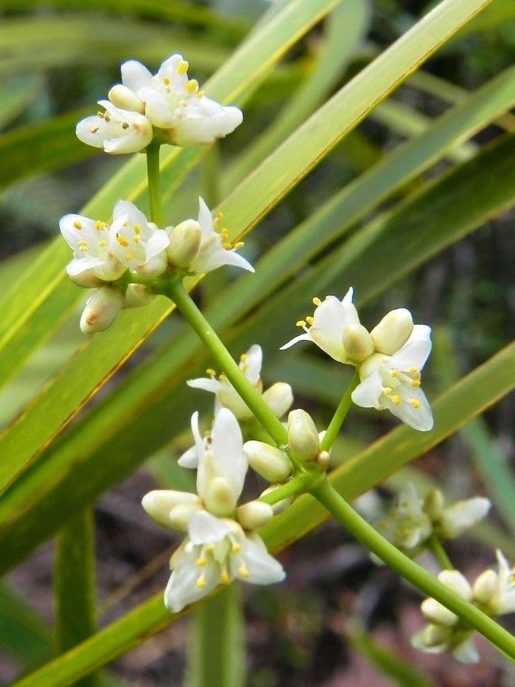 Lomandra insulare 7