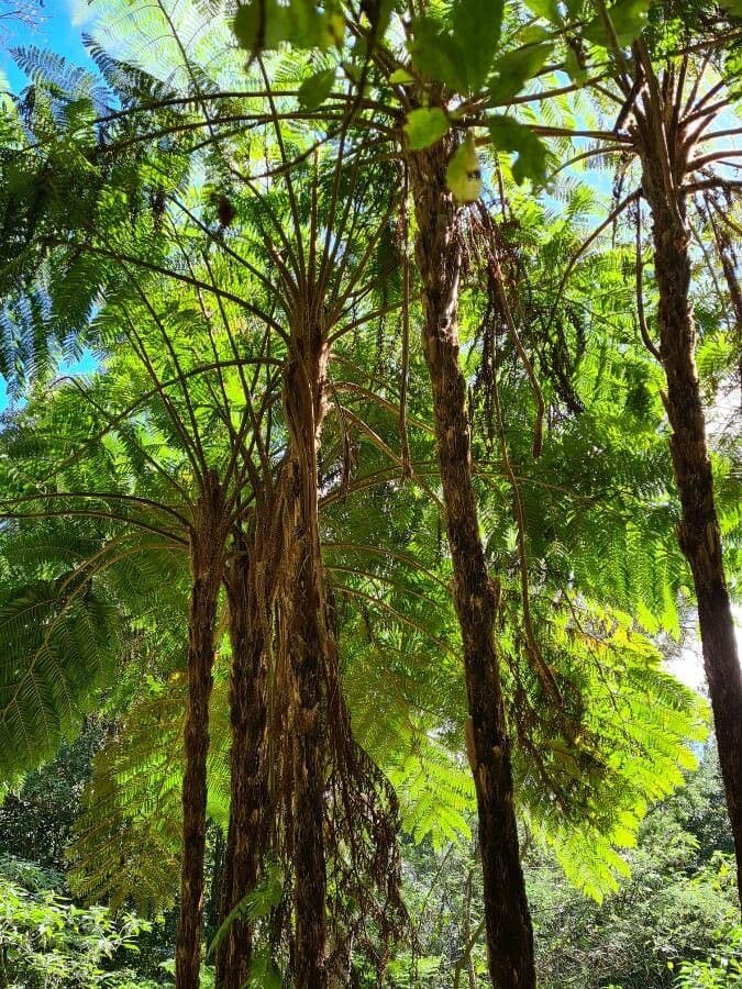 Sphaeropteris 16
