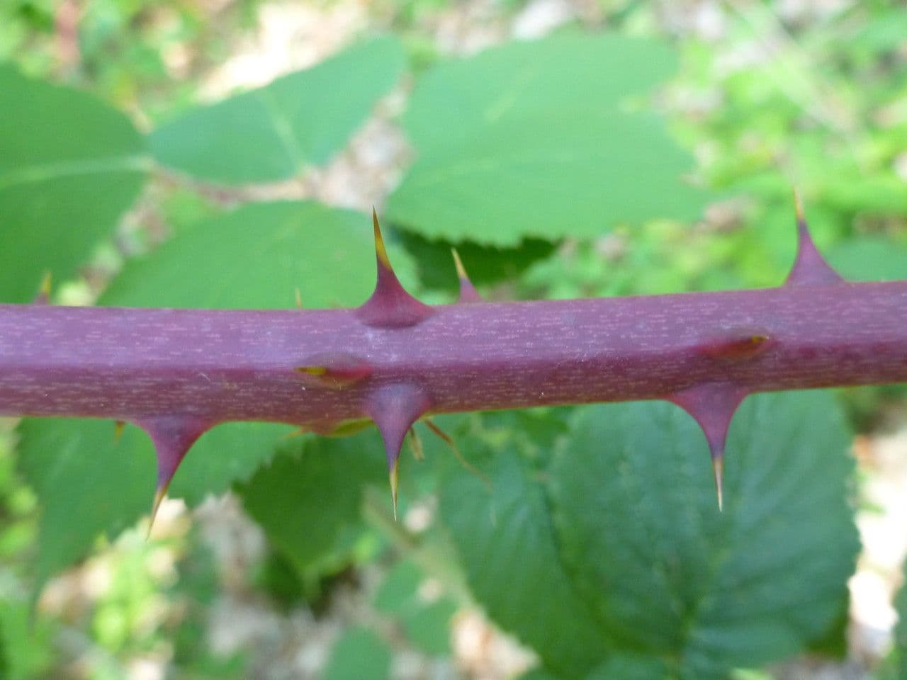 Rovo 10