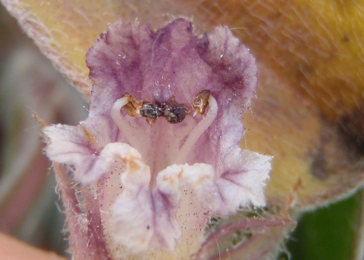 Orobanche pubescente