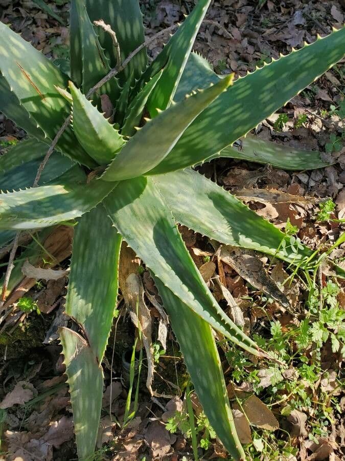 Aloe 12