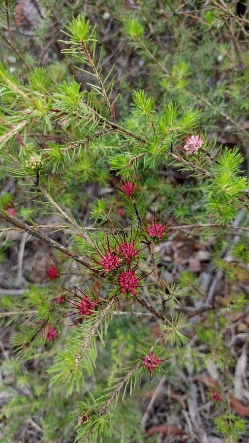 Darwinia fascicularis 6