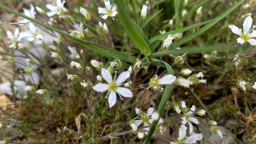 Arenaria grandiflora 5